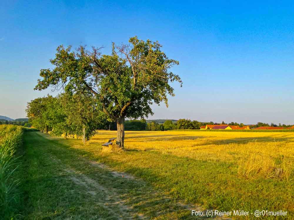 Eine Sommerlandschaft mit einem Feldweg zwischen zwei Feldern. Links ein Maisfeld, rechts ein abgeerntetes Kornfeld. Am Weg stehen Obstbäume und eine Bank zum Ausruhen. Am Horizont sind Berge. Blauer Himmel